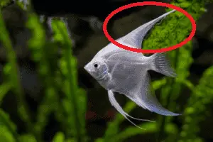 Angelfish Broken Fins: Will They Grow Back? Pet Fish Online