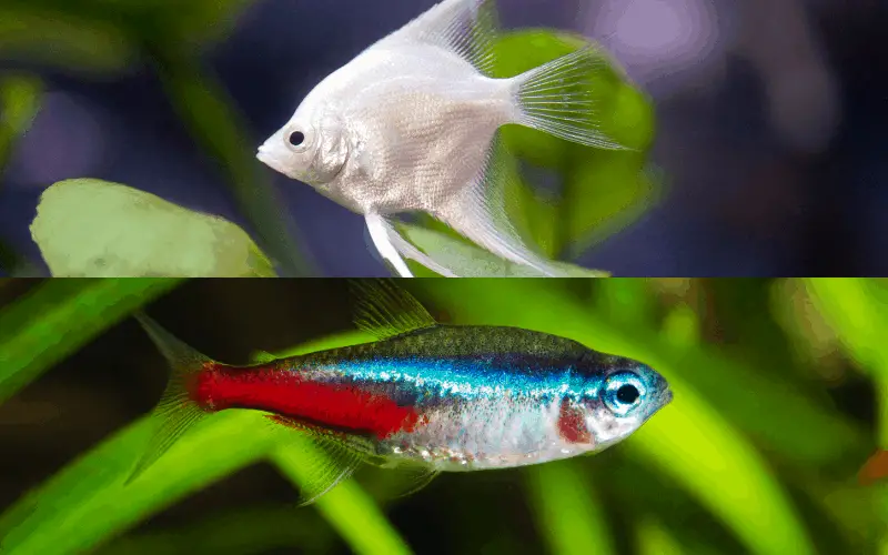 cardinal tetra with angelfish