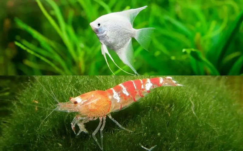 freshwater fish that eat shrimp