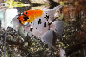 Angelfish Broken Fins: Will They Grow Back? – Pet Fish Online