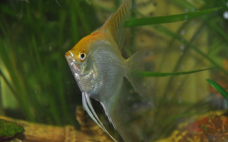 Do Angelfish And Mollies Get Along? – Pet Fish Online