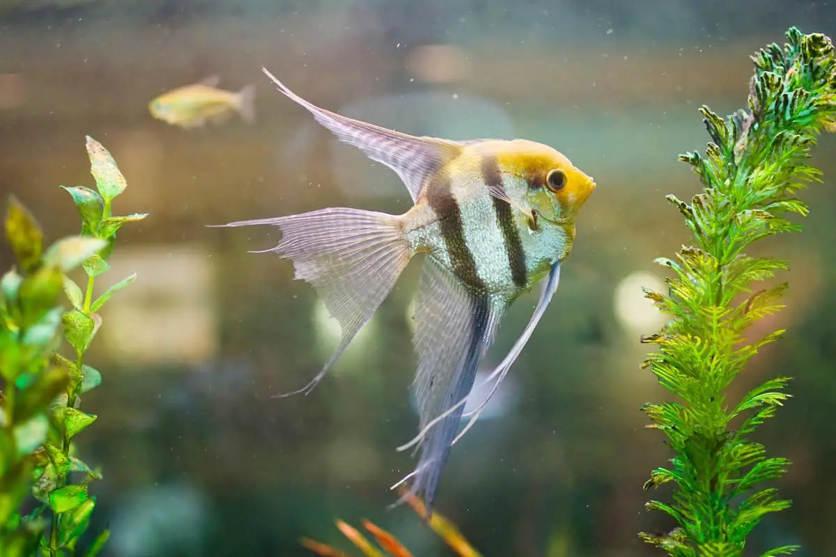 How To Keep Angelfish From Fighting? (6 Quick Steps) – Pet Fish Online