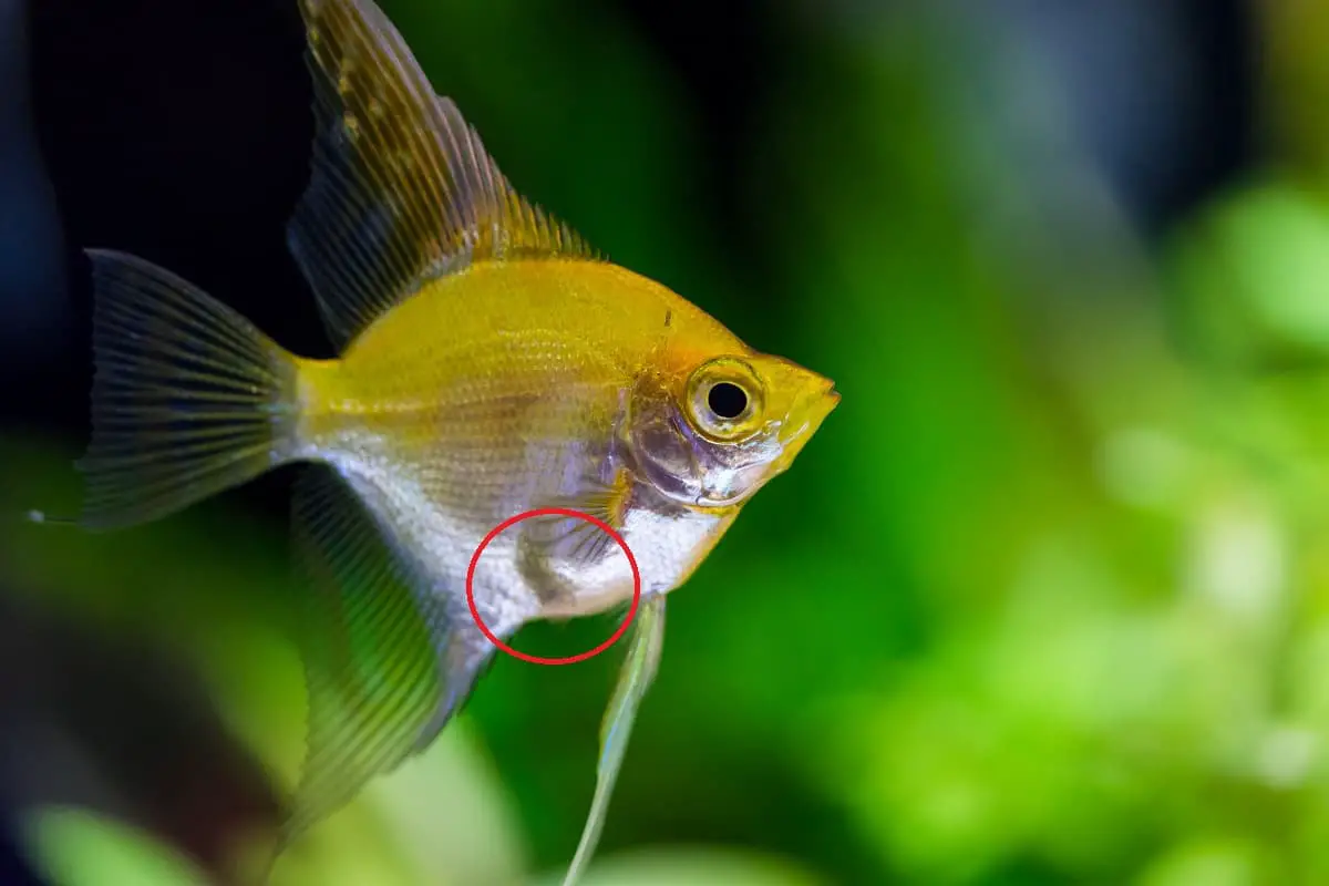 How to Tell if Your Angelfish is Pregnant? (Within 5 Minutes) – Pet