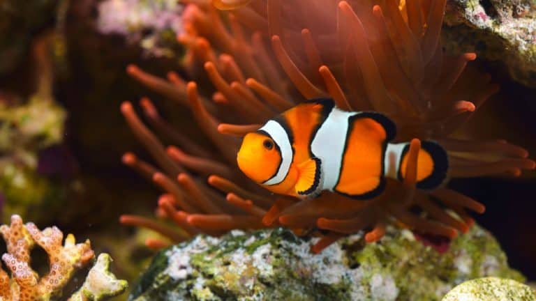 How Many Clownfish Can You Put In A Tank? – Pet Fish Online