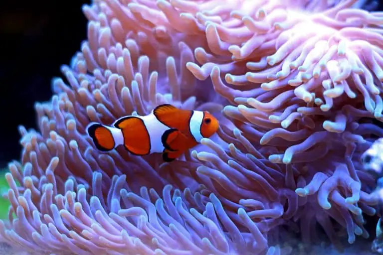 How Long Do Clownfish Live? (Clownfish Lifespan Explained) – Pet Fish ...