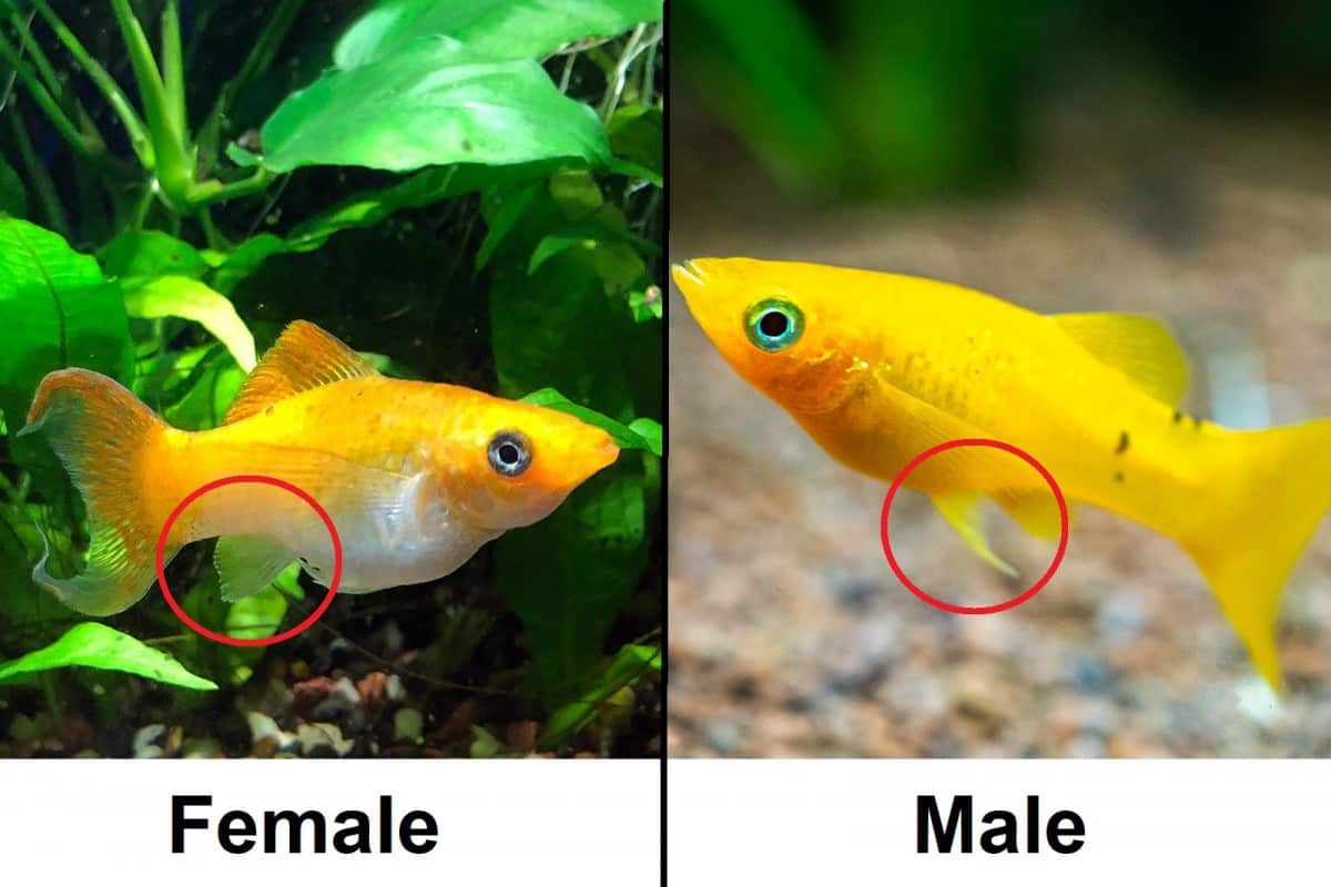 Как отличить золотую рыбку самца от самки фото