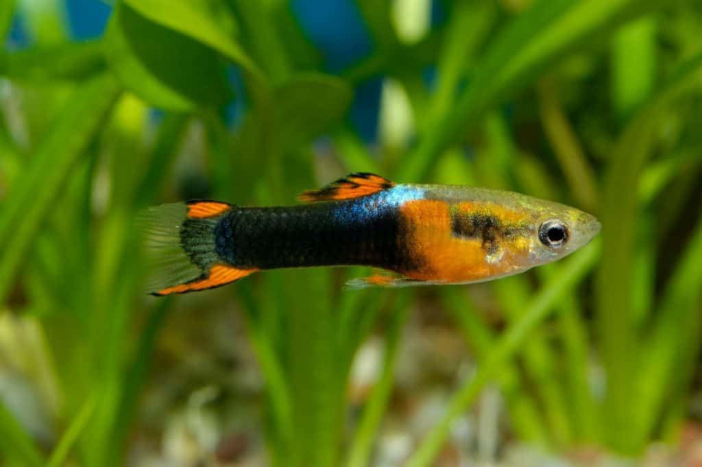 Why Is My Guppy Turning Black? (With Solutions) – Pet Fish Online