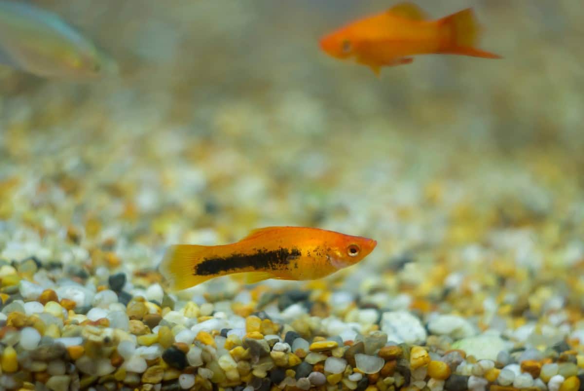 fish staying at bottom of tank