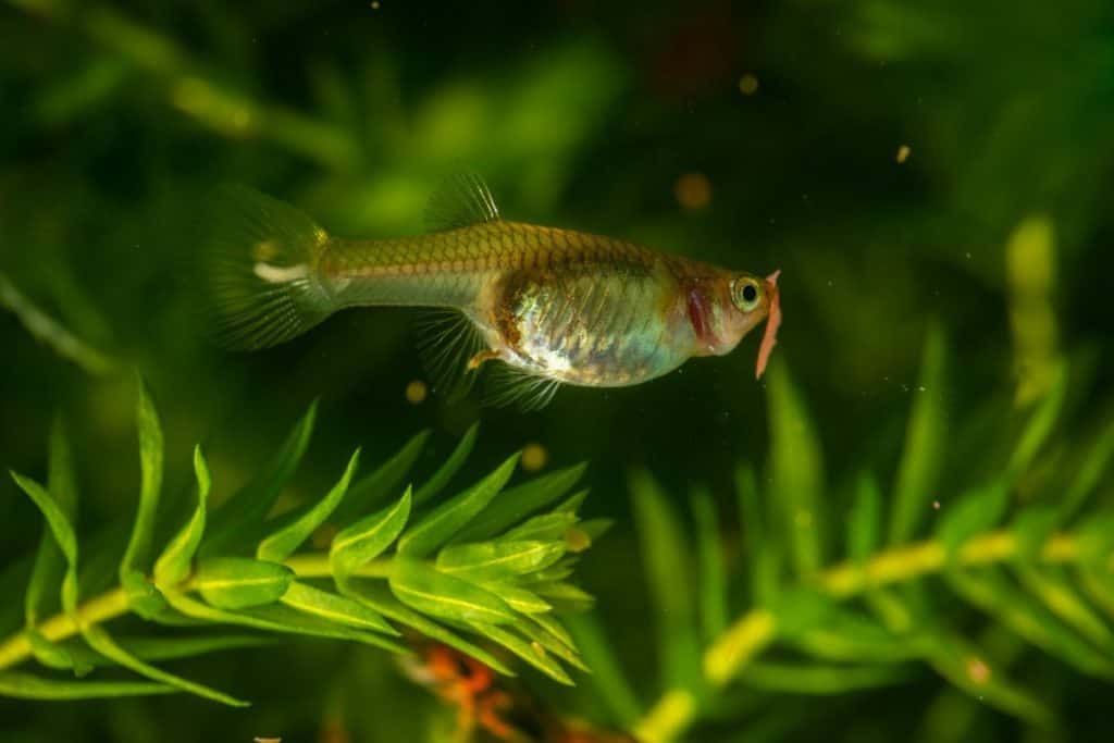 Why Are My Guppy Fry Dying? (With Solutions) – Pet Fish Online