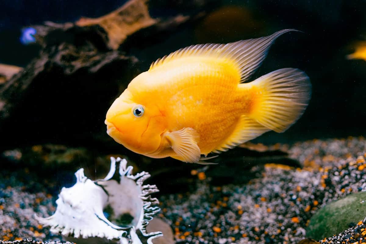 How To Bring Down Nitrate Levels In Fish Tank