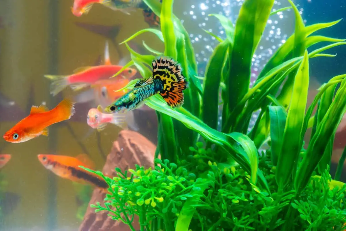 White Stuff Floating In Fish Tank All Reasons Solutions Pet Fish 