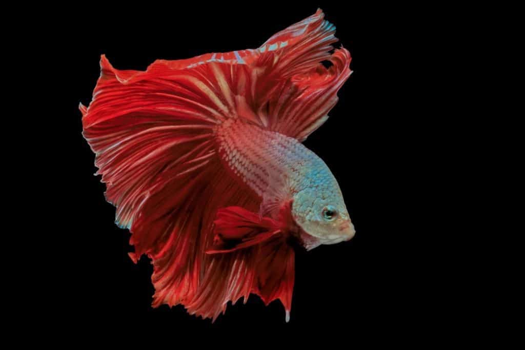 can-betta-fish-live-in-cold-water-bettas-temperature-guide-pet