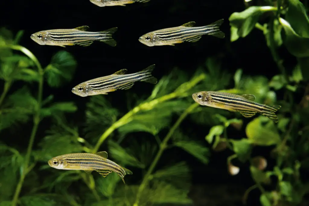 Zebra Danio Staying at the Bottom of the Tank: 4 Easy Solutions – Pet ...