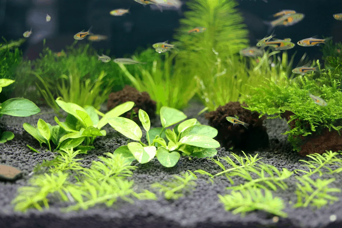 8 Fish to Avoid in Beginner Aquariums: Difficult Species - PetHelpful