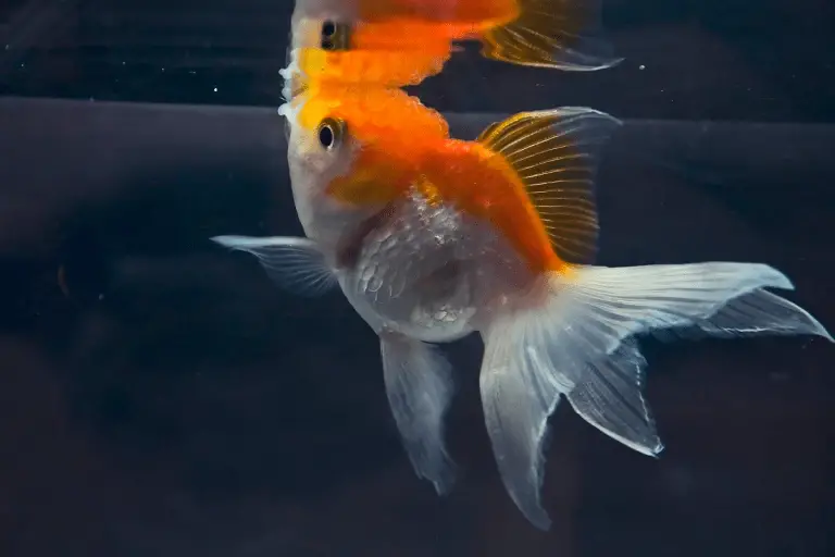 goldfish breathing experiment