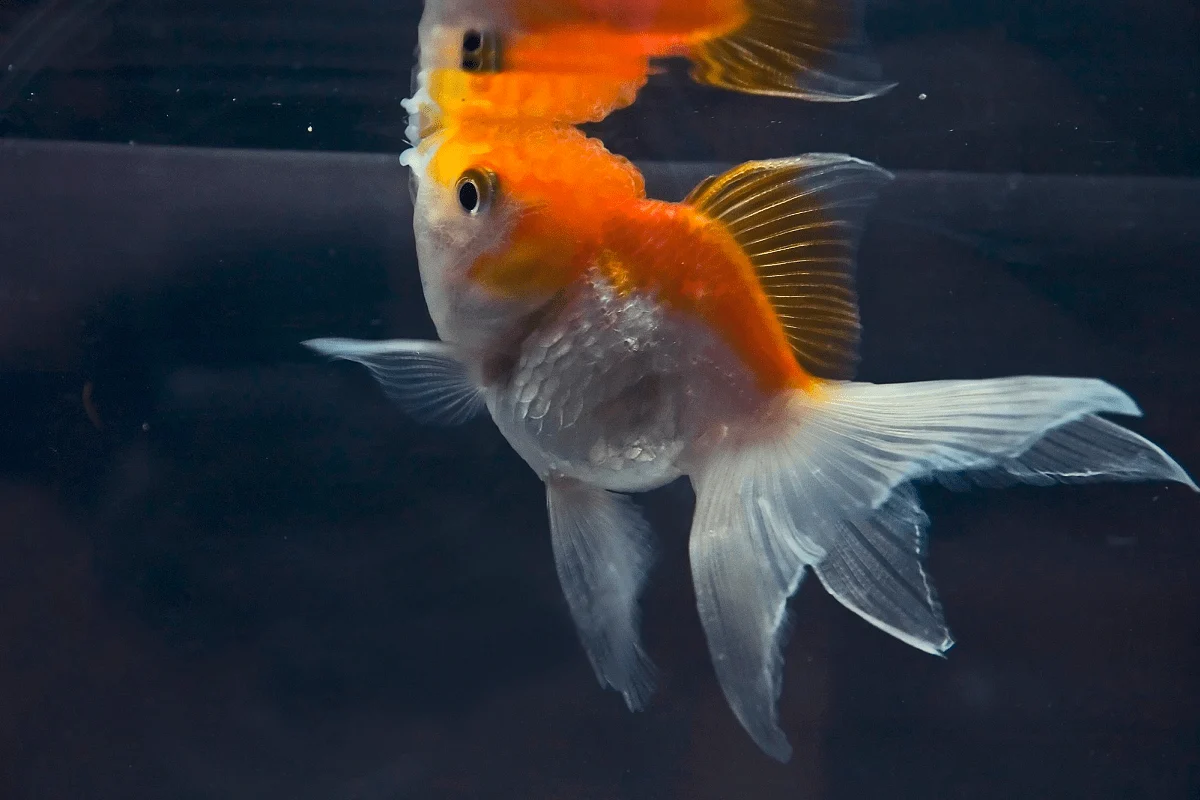 Goldfish Breathing Fast and Heavily: 4 Effective Solutions – Pet Fish Online