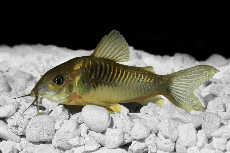Cory Catfish Eggs: Hatching Time, Fertilization, Care & More – Pet Fish