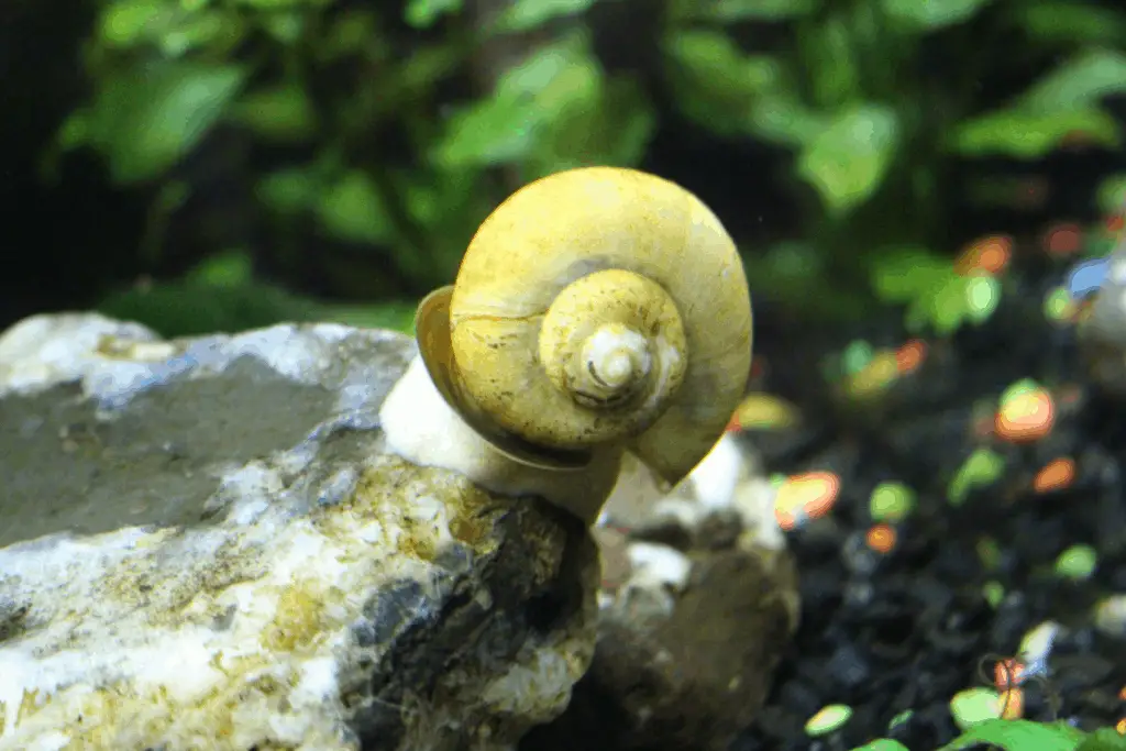 Are my Mystery Snails Fighting or Mating? – Pet Fish Online