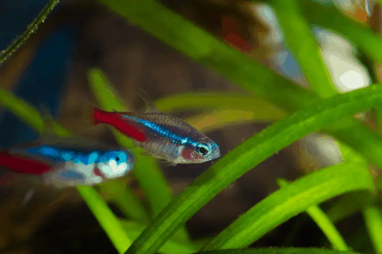 Why do my Neon Tetras Keep Hiding? (With 5 Quick Solutions) – Pet Fish