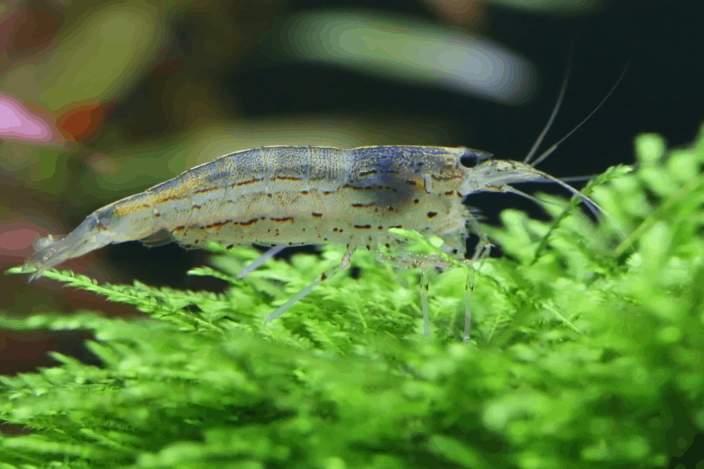 ghost shrimp not moving