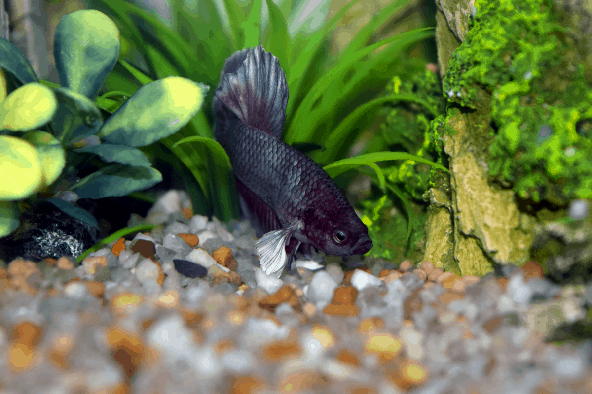 How Many Betta Fish in a Tank? (Males & Females in 1-75 Gallons ...