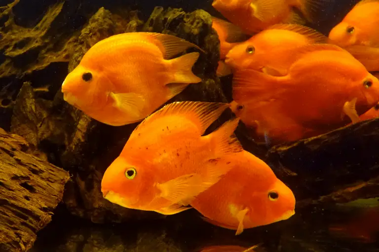 why-is-my-parrot-fish-turning-black-spots-patches-pet-fish-online