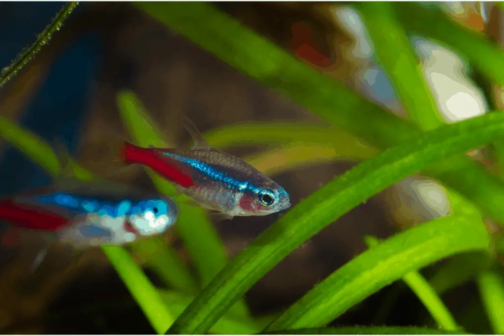 How Many Neon Tetras In A Fish Tank? (1-75 Gallons) – Pet Fish Online