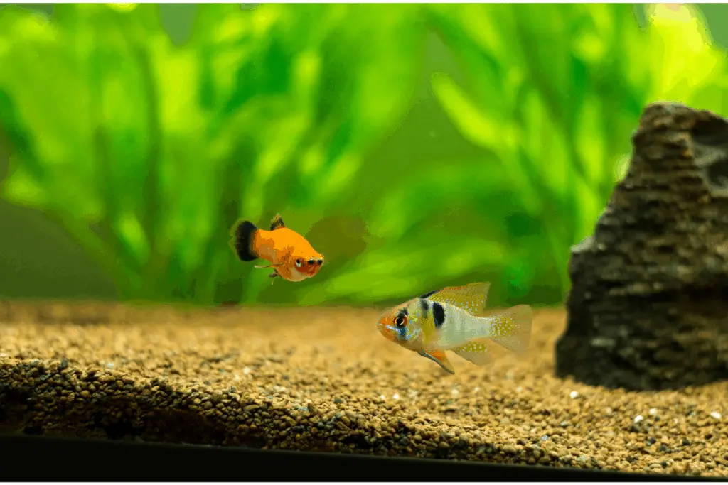 how-many-platies-should-be-kept-together-the-quick-answer-pet-fish