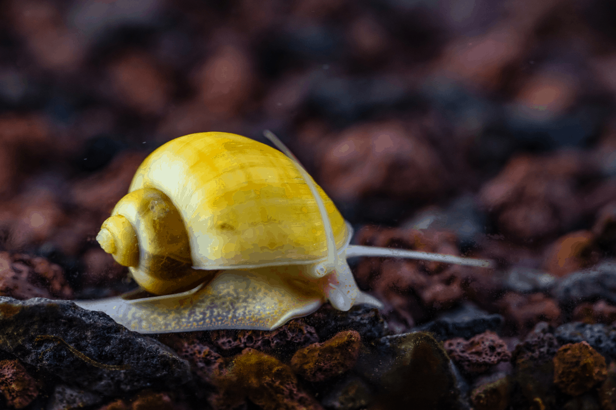 How Many Mystery Snails In A Tank? (1-75 Gallons) – Pet Fish Online