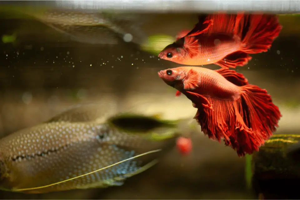 Why Does My Betta Fish Stay In One Spot? (With 7 Solutions) – Pet Fish ...