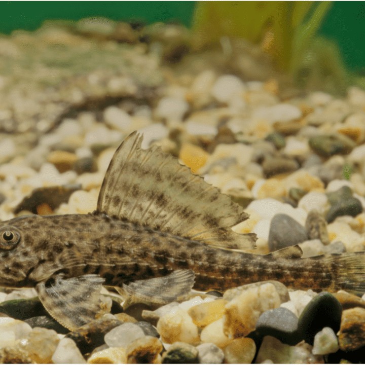 Can Plecos Live In Cold Water Ponds? (Complete Guide) – Pet Fish Online