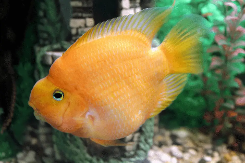 Parrot Fish Turning White: All Reasons & Solutions – Pet Fish Online