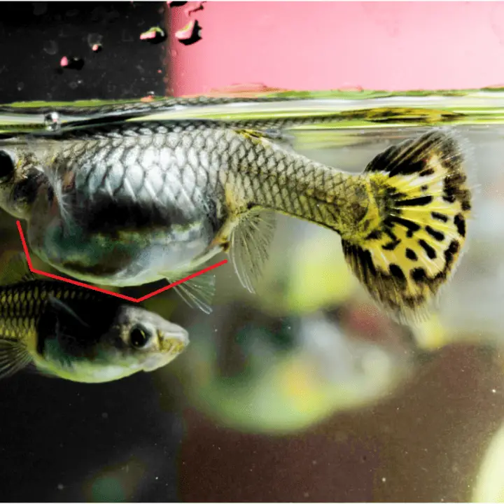 how-to-tell-if-a-guppy-is-pregnant-signs-behavior-pet-fish-online