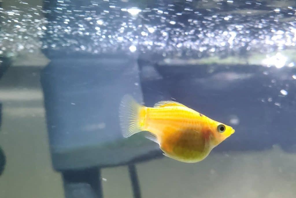 How Can You Tell If A Molly Fish Is Pregnant? (With Pictures) – Pet ...