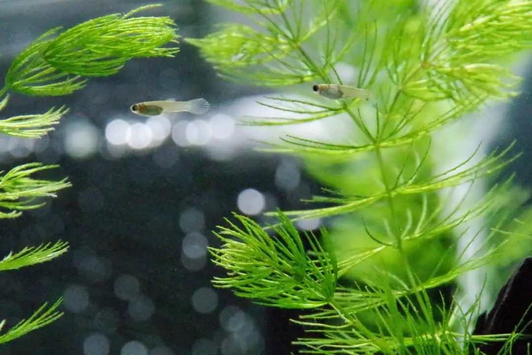 Guppy Fry 101: Care, Stages, Food, Tank Setup & More – Pet Fish Online