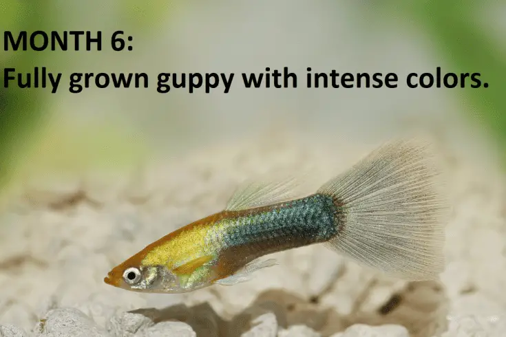 Guppy Fry 101: Care, Stages, Food, Tank Setup & More – Pet Fish Online