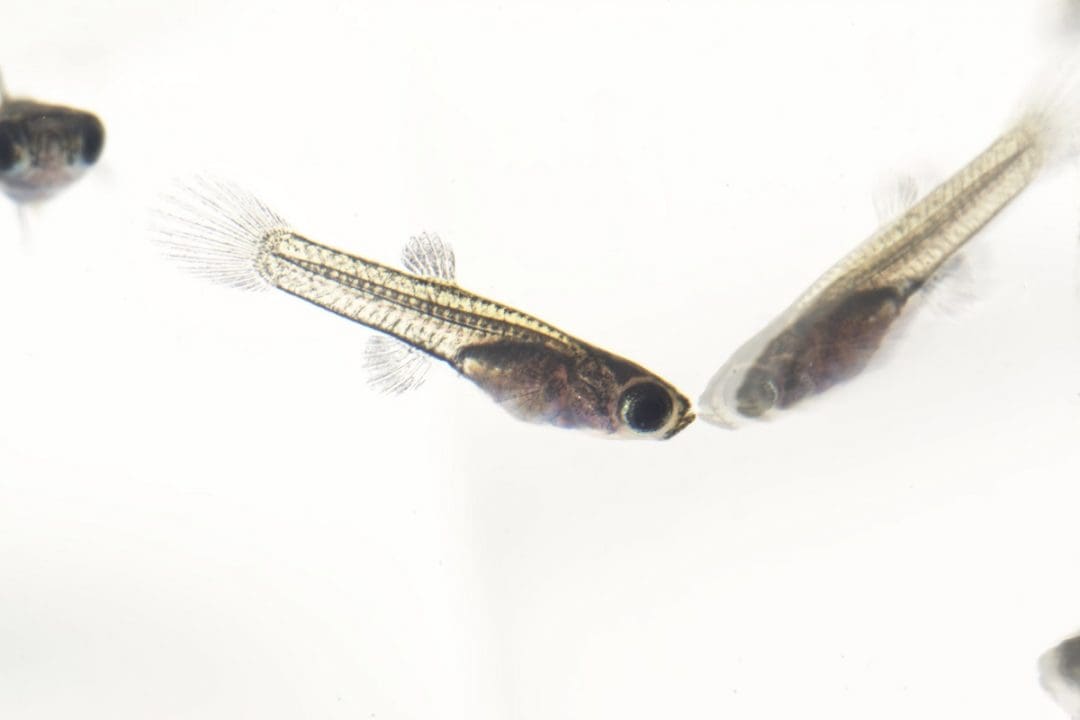 what-can-i-do-with-unwanted-guppy-fry-pet-fish-online