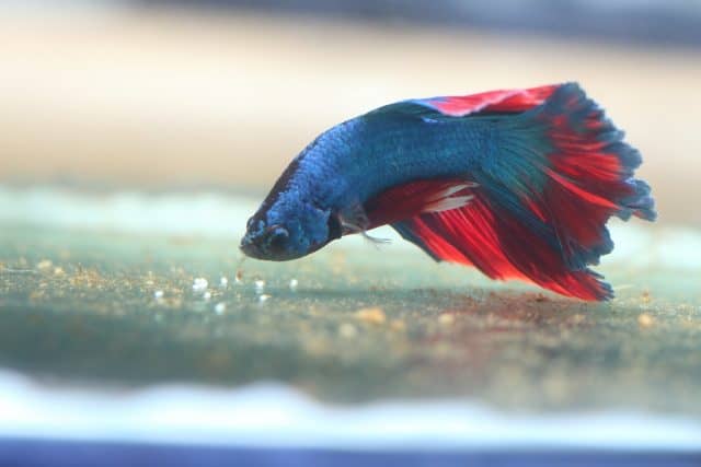 what-do-betta-fish-eggs-look-like-with-detailed-pictures-pet-fish