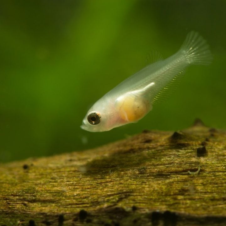 How Many Fry Can A Molly Fish Have? – Pet Fish Online