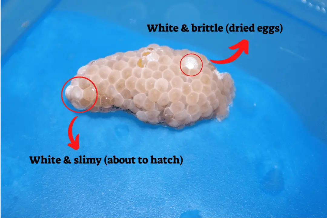 Mystery Snail Eggs Growth Stages A Full Guide With Pictures Pet Fish