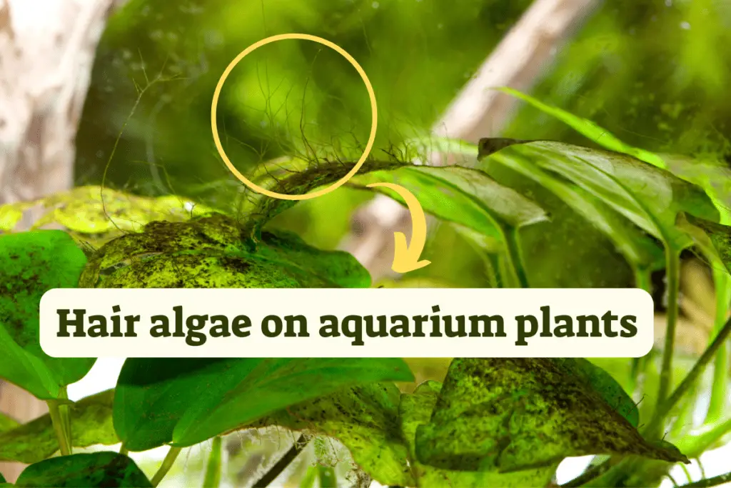 hair-algae-in-planted-tanks-causes-quick-solutions-pet-fish-online