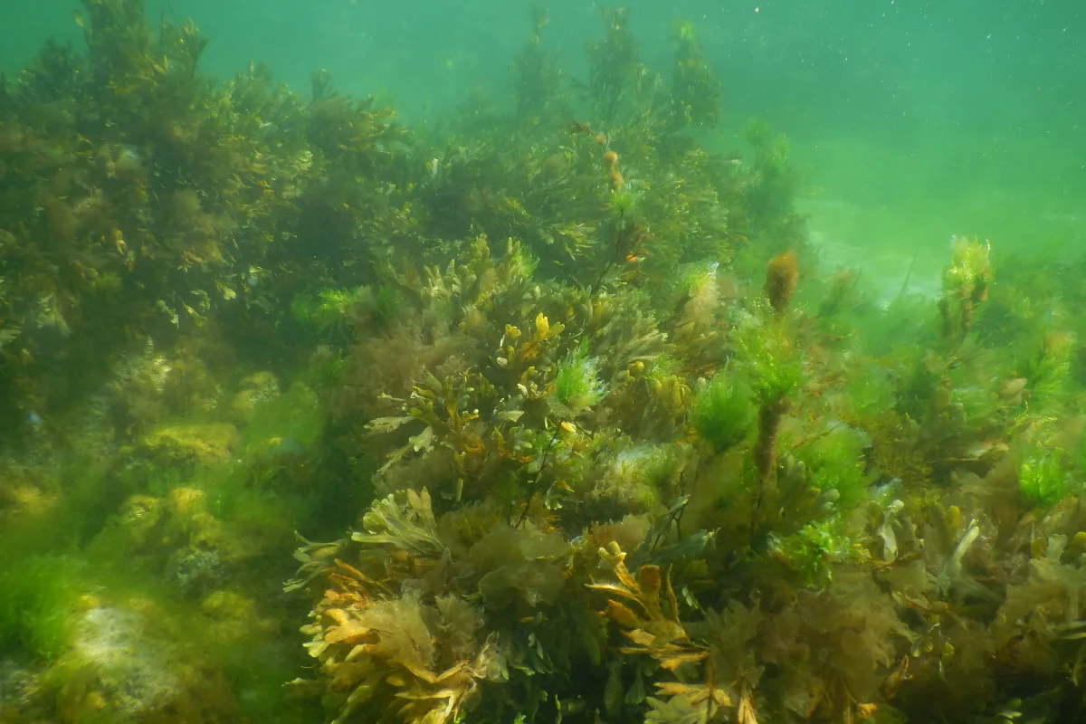 Hair Algae In Saltwater: Causes, Treatments, Eaters & More￼ – Pet Fish  Online