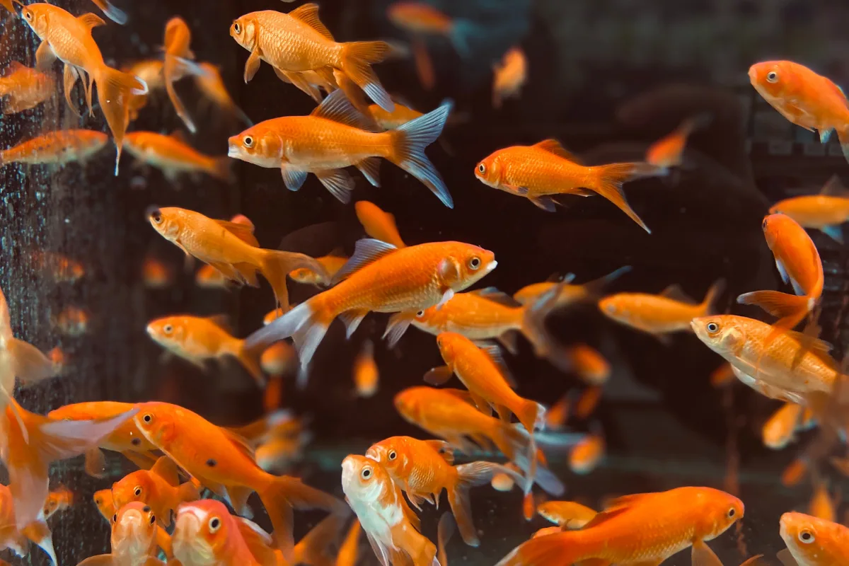 Aquarium Nitrate 101: Causes, Solutions, Levels & More – Pet Fish Online