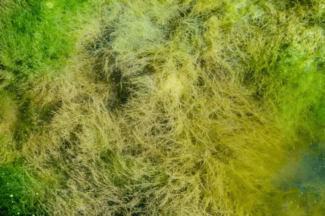 What Are Hair Algae? (Appearance, Early Signs, Types & More) Pet Fish