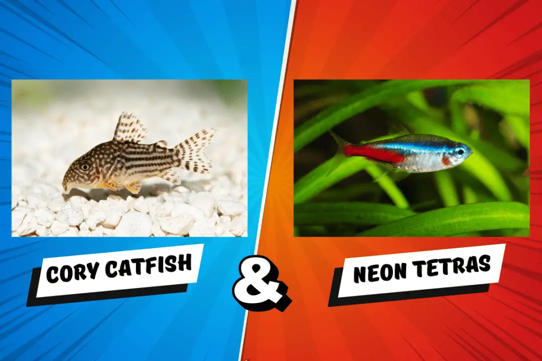Cory Catfish And Neon Tetras 1080x720 