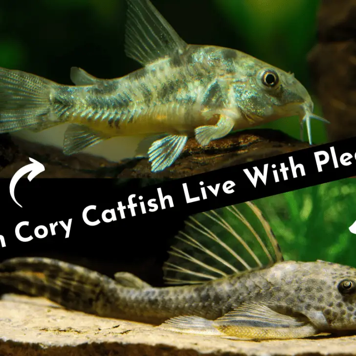 Cory Catfish And Plecos: Can They Live Together? – Pet Fish Online