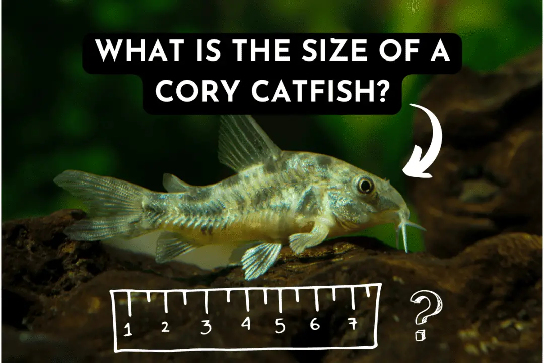 Cory Catfish Size Explained How Big Do They Get? Pet Fish Online