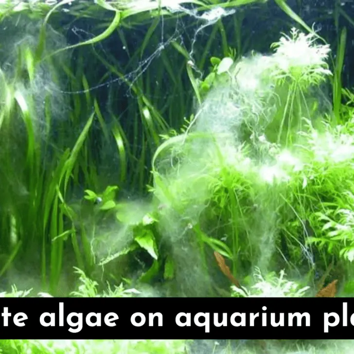 White Algae In Fish Tanks Causes & StepByStep Solutions Pet Fish