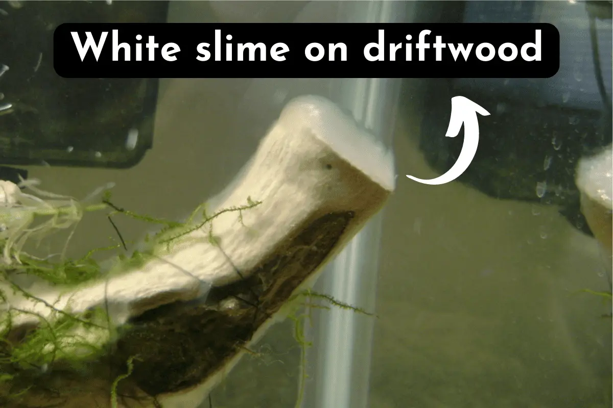 white slime algae and high ammonia
