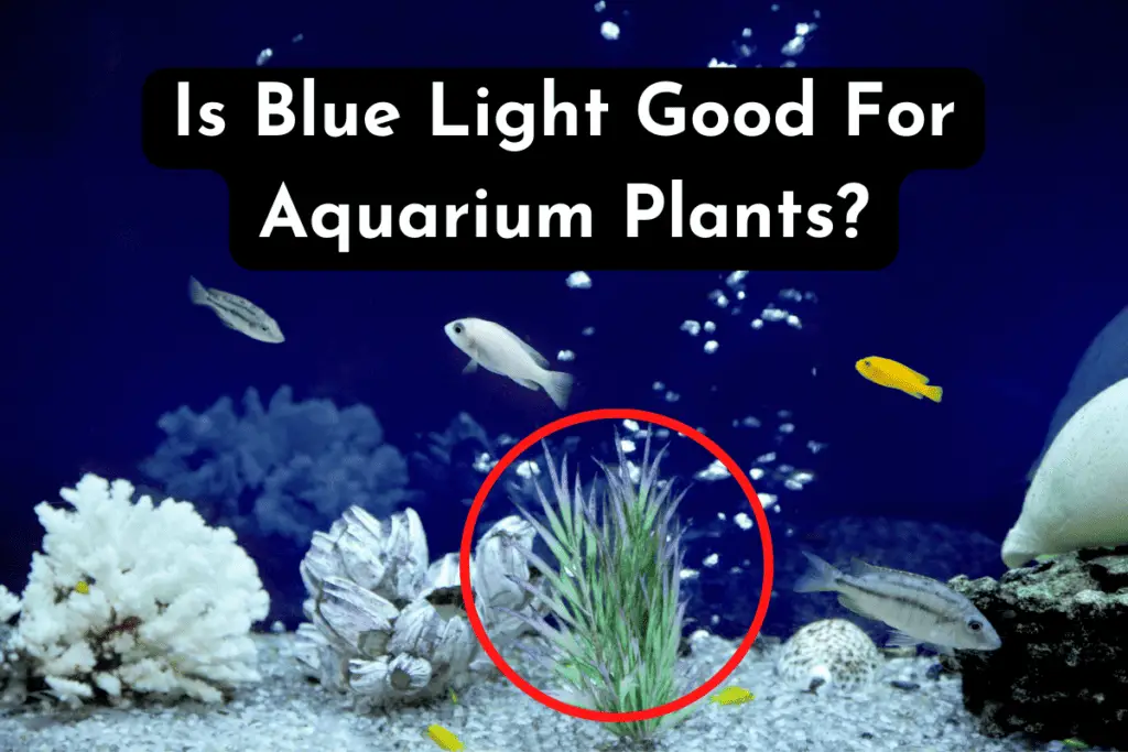 how-to-take-care-of-aquarium-plants-pet-hintz